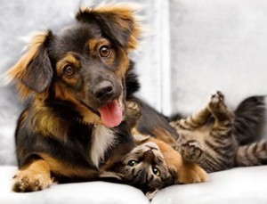 pet odor removal from carpet Sylmar