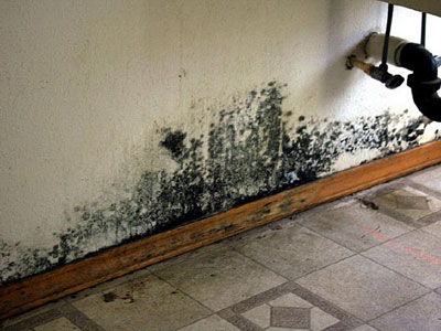 mold removal Arleta