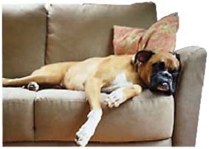 odor removal Sylmar